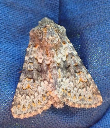 Réf. 209 510 : Hecatera dysodea